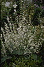 Muskaatsalie - Salvia Sclarea 'Alba'