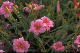 Daglelie - Hemerocallis '485D'