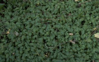 Koperknoopje - Leptinella pyrethrifolia