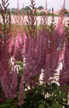 Spierstruik - Astilbe chinensis 'Purpurkerze'