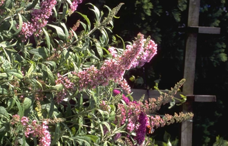 Vlinderstruik - Buddleja davidii 'Pink Delight' 30-40 cm