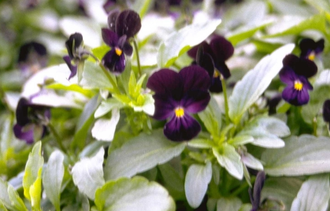 Driekleurige viooltje - Viola tricolor 'Nigra'