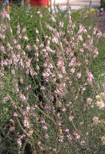 Wegerich - Linaria purpurea 'Canon J. Went