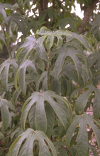 Gefleckter Baum - Kalopanax septemlobus var. maximowiczii