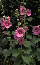 Stokroos - Alcea rosea roze