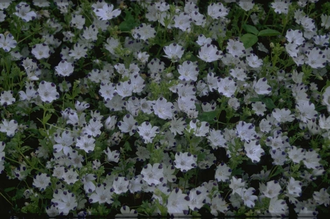 Nemophila maculata 'Five Spot'