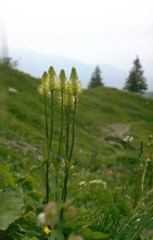 Witte rapunzel 'Phyteuma spicatum'