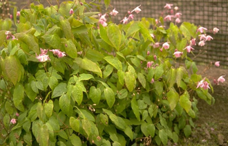 Elfenbloem - Epimedium x youngianum 'Roseum'