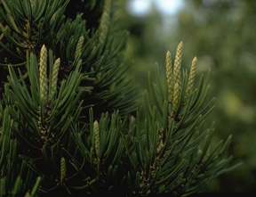Den - Pinus cembroides