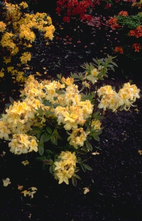 Rhododendron - Rhododendron 'Golden Sunset