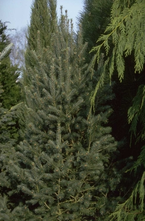 Pseudotsuga menziesii 'Fastigiata'