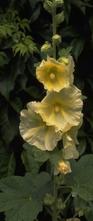 Stockrose - Alcea rosea gelb