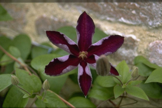Waldrebe - Clematis 'Duchess of Albany