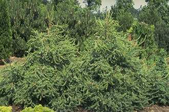 Servische spar - Picea omorika 'Freya'