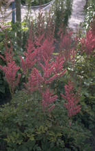 Spierstruik - Astilbe 'Jo Ophorst'