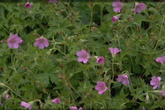 Ooievaarsbek - Geranium endressii 'Beholders Eye'