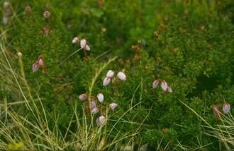 Ierse Heide - Daboecia cantabrica