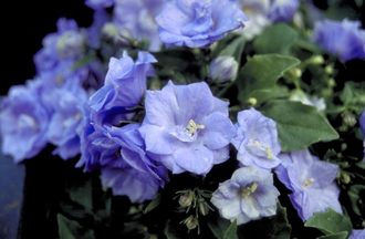 Karpatenklokje - Campanula carpatica 'Blue Wonder'