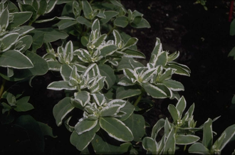 Wolfsmelk Euphorbia marginata 'White Top'