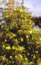 Waldrebe - Clematis 'Orange Peel