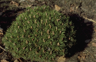 Latschenkiefer - Pinus mugo 'Minimops'