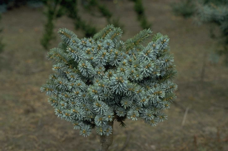 Blauwe Spar - Picea pungens 'Iseli Fastigiate'