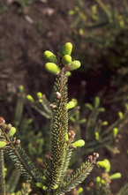 Canadese spar - Picea glauca 'Aurea'