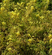 Gele Helmbloem - Corydalis lutea