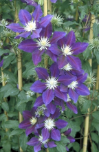 Waldrebe - Clematis 'The Vagebont'