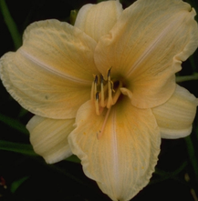 Daglelie - Hemerocallis 'Nob Hill'