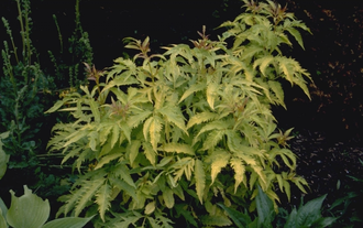 Trosvlier - Sambucus racemosa 'Sutherland Gold'