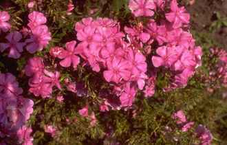 Flox - Phlox 'Barnwell'