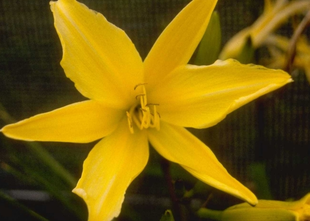 Daglelie - Hemerocallis 'Gold Imperial'