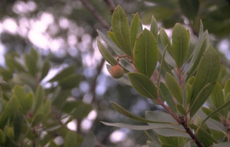 Erdbeerbaum - Arbutus unedo