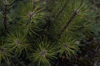 Pinus mugo 'Marand