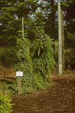 Serbische Fichte - Picea omorika 'Linda'