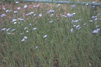 Herfst Aster ericoides 'Erlkönig'