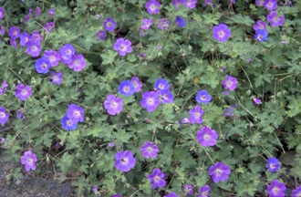 Ooievaarsbek - Geranium 'Jolly Bee'