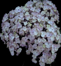 Hortensie - Hortensie macrophylla 'Ayesha