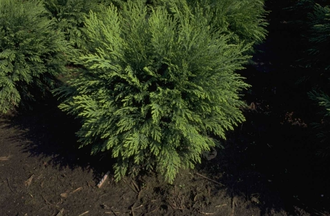 Kalifornische Zypresse - Chamaecyparis lawsoniana 'Mini Globus'.