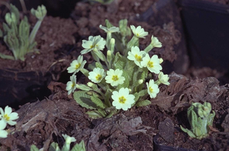 Stengelloze Sleutelbloem - Primula vulgaris