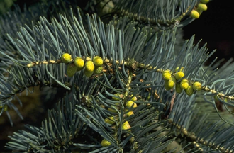 Colorado zilverspar - Abies concolor