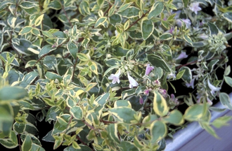 Abelia - Abelia grandiflora 'Hopley's'