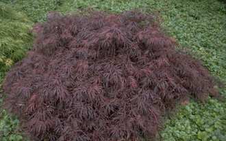 Japanischer Ahorn - Acer palmatum 'Crimson Queen