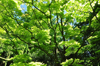 Esdoorn - Acer japonicum aureum