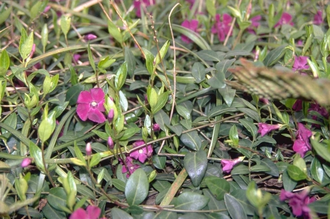 Kleine maagdenpalm - Vinca minor 'Atropurpurea' (ook per/m2)