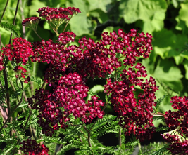 Gewoon duizendblad - Achillea 'Summerwine'