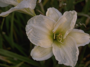 Daglelie - Hemerocallis 'Joan Senior'