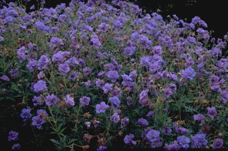 Beemdooievaarsbek - Geranium pratense 'Plenum Caeruleum'