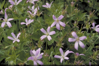 Ooievaarsbek - Geranium x oxonianum 'David McClintock'